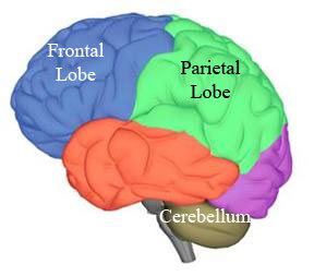 Brain areas tested with OPK tape